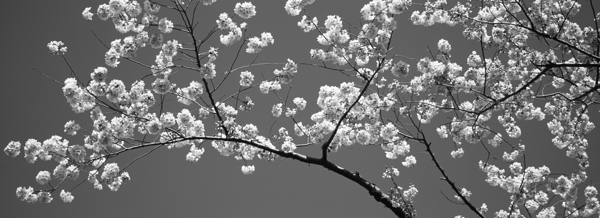 Cherry Blossoms Washington DC USA 152181 Print