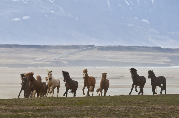 Herd of Icelandic Horses running free Skagafjordur Iceland 168756 Print