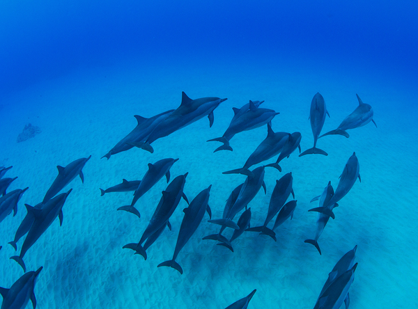 School of dolphins swimming in Pacific Ocean HI 175014 Print