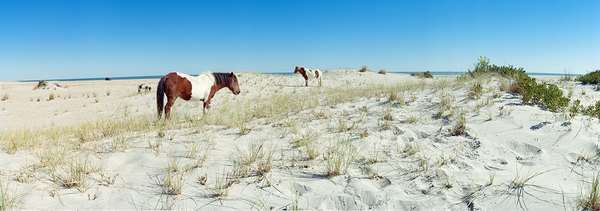Horses grazing on beach Assateague Island Delmarva Peninsula Maryland USA 197349 by Panoramic Images