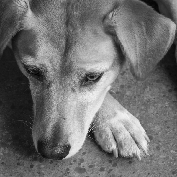 Close-up of Redbone Coonhound 208235 Print