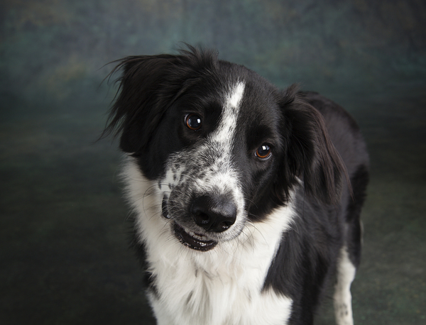 Studio shot of Border Collie 208259 Print