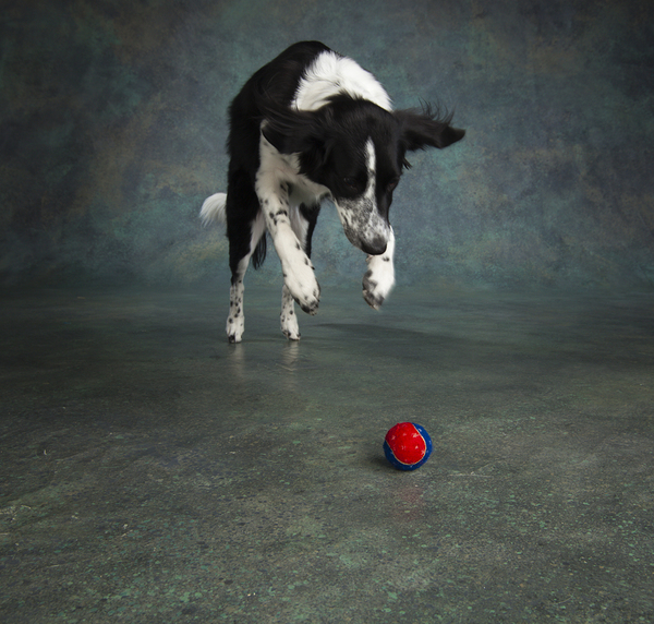 Studio shot of Border Collie jumping 208268 Print