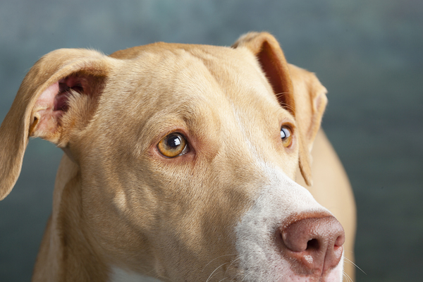 Studio portrait of Lab Hound Mix 208317 by Panoramic Images