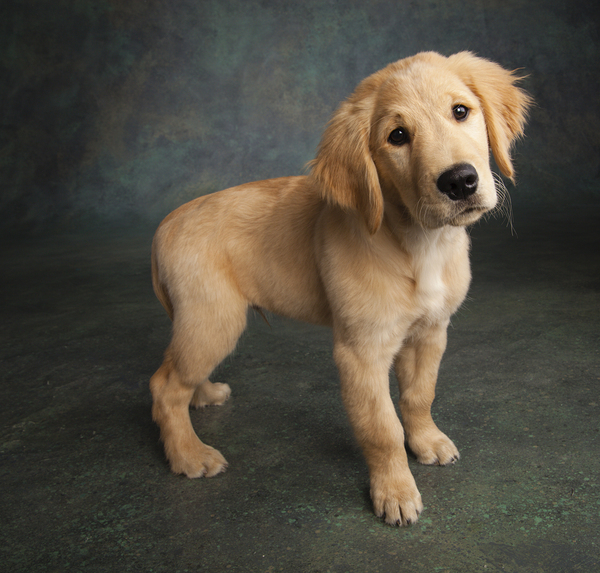 Studio portrait of Golden Retriever puppy 208376 Print