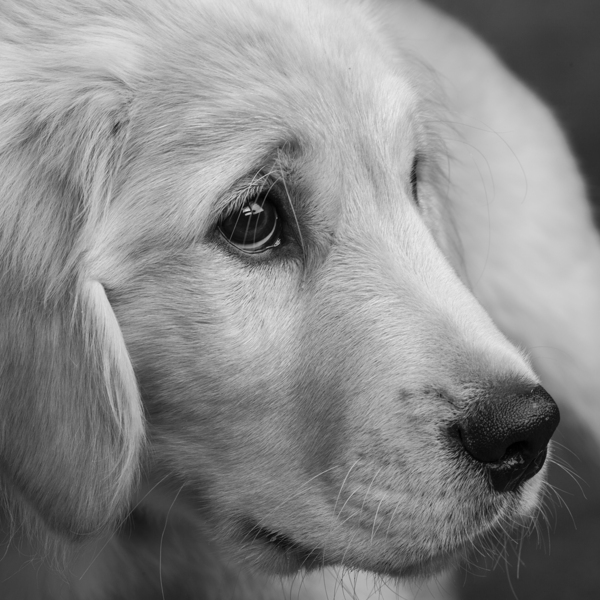 Close-up of Golden Retriever puppy 208382 Print