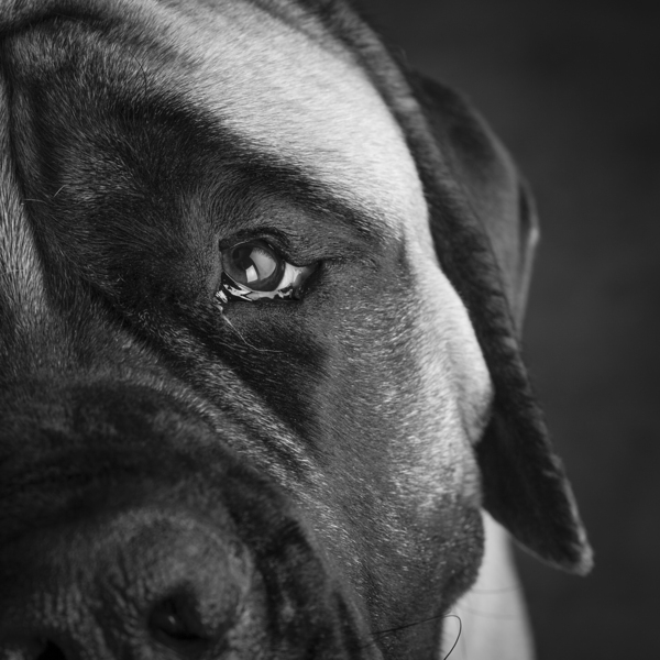 Close-up of Mastiff 208523 Print