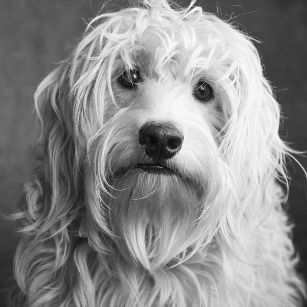 Portrait of Mini Goldendoodle 208636 Print