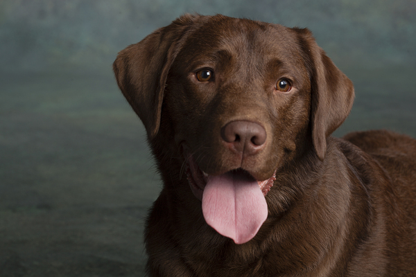 Portrait of Chocolate Labrador sticking out tongue 209001 Print