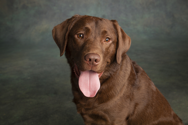 Portrait of Chocolate Labrador sticking out tongue 209009 Print