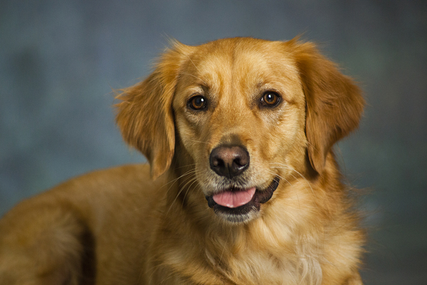 Portrait of Golden Retriever 213048 Print