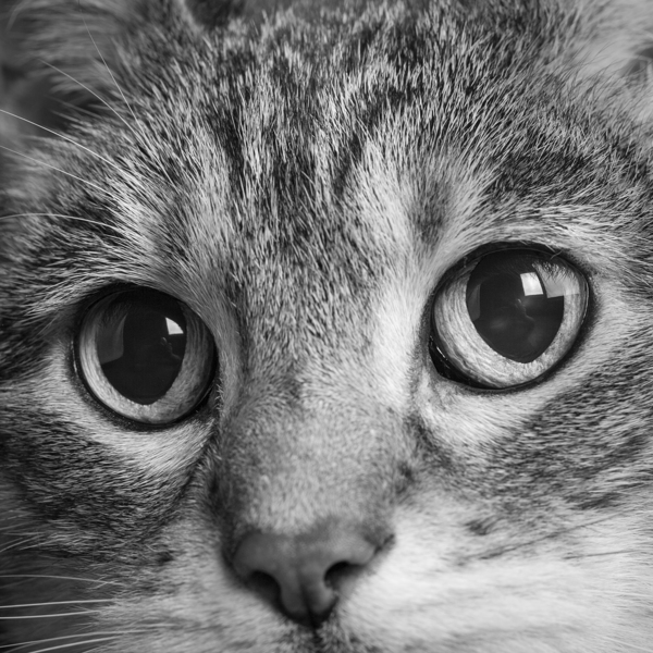 Close-up of Tabby cats eyes 213146 Print