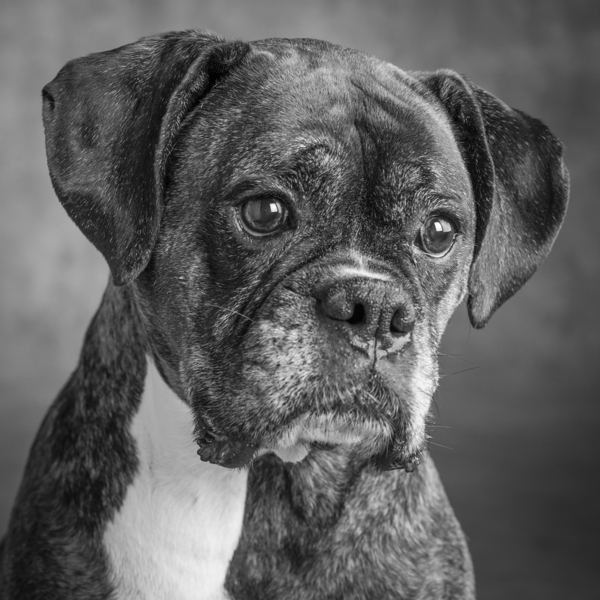 Studio portrait of boxer dog 213166 Print