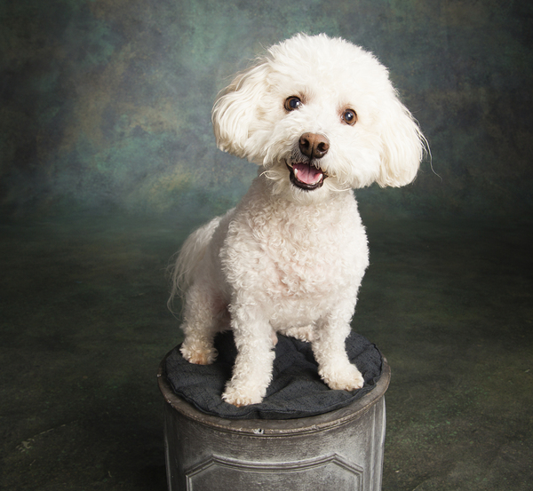 Studio portrait of Bichon Frise Poodle mix dog 213285 Print