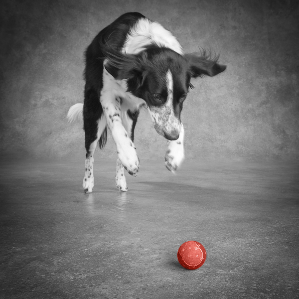 Color Pop Studio shot of Border Collie playing with ball 218677 Print