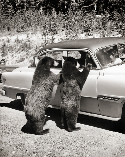 1950s TWO BLACK BEARS STANDING AT WINDOWS OF CAR 229783 Print