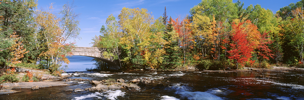 Trees Near A River Bog River New York USA 27398 Print
