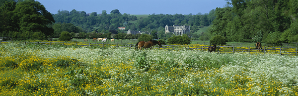 Horses grazing in field North Yorkshire England 76100 Print
