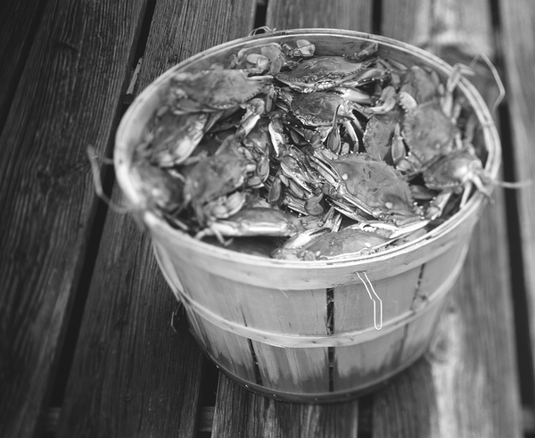 High angle view of crabs in a basket Maryland US 79429 Print