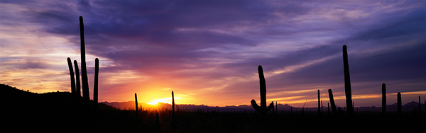 Desert Sunset Saguaro National Park Arizona 82001 by Panoramic Images
