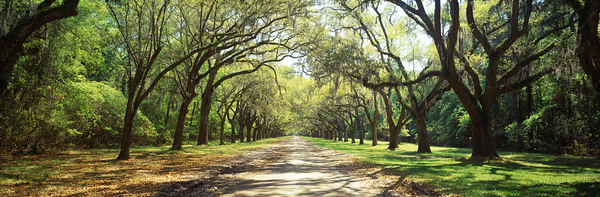 Live Oaks & Spanish Moss Wormsloe State Historic Site Savannah Georgia 85285 Print