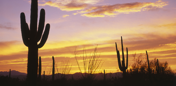 Sunset over Cactus Saguaro National Park AZ 85662 Print