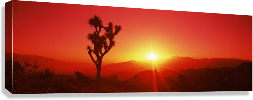 SIL Joshua tree dusk Joshua Tree Ntl Pk CA 111797 Canvas Print