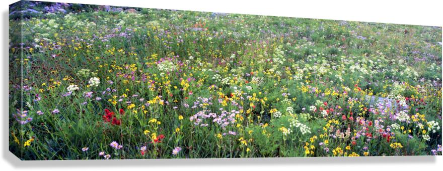 Field of wildflowers in Grand Teton Ntl Park WY 103942 Canvas Print