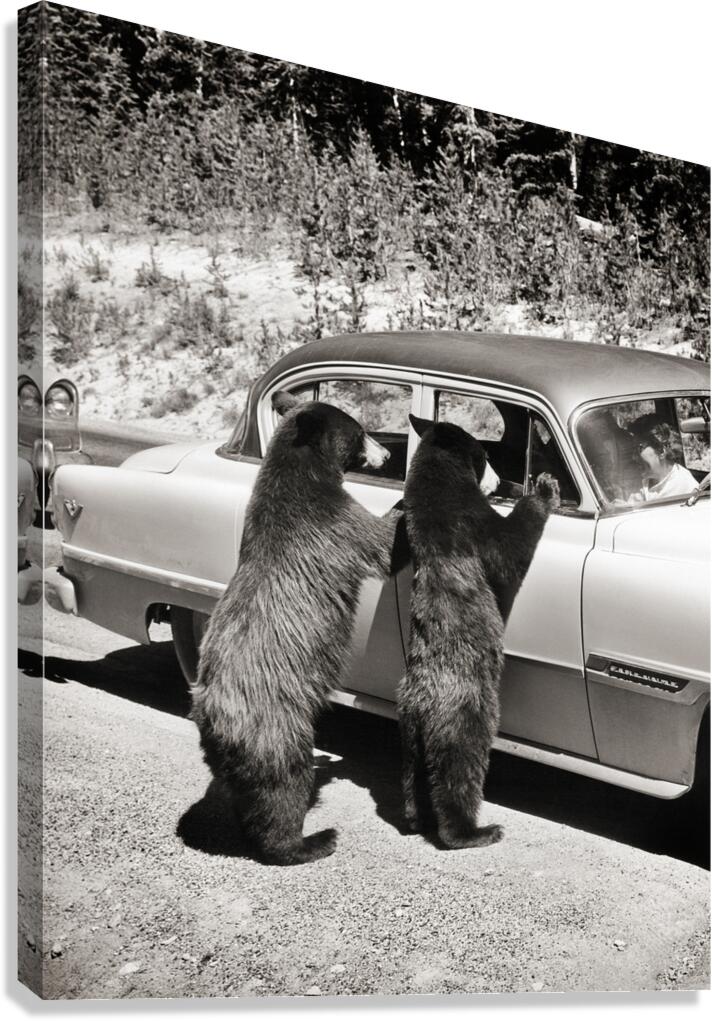 1950s TWO BLACK BEARS STANDING AT WINDOWS OF CAR 229783 Canvas Print