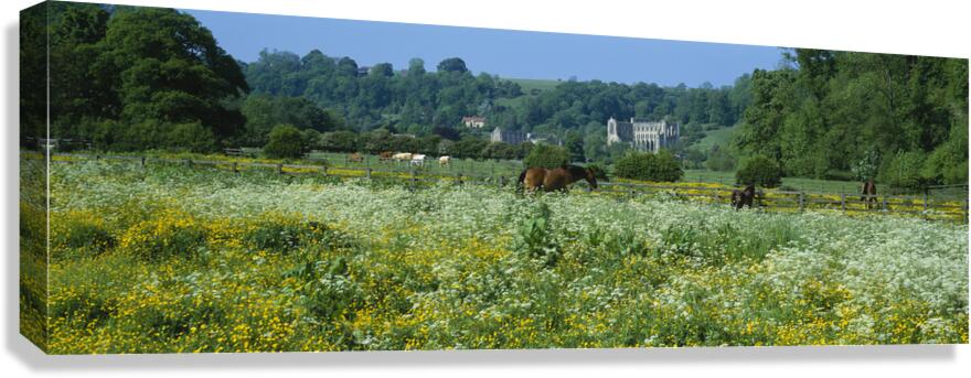 Horses grazing in field North Yorkshire England 76100 Canvas Print
