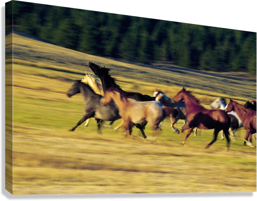 Herd of horses running Oregon United States 102763 Canvas Print