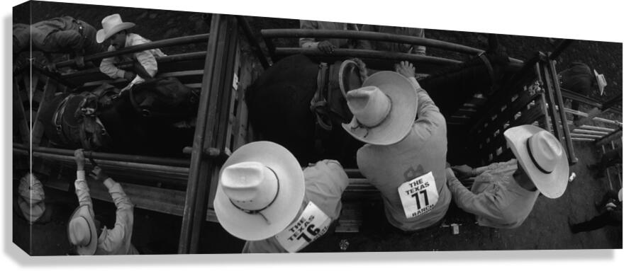 High angle view of cowboys with horses at rodeo Wichita Falls Texas USA 146585 Canvas Print