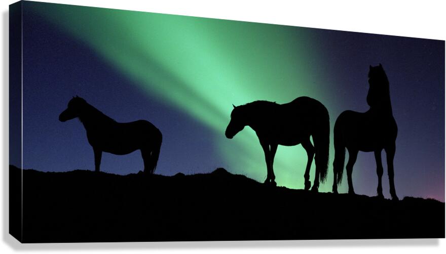 Aurora Borealous Silhouette of horses at dusk Iceland 123985 Canvas Print