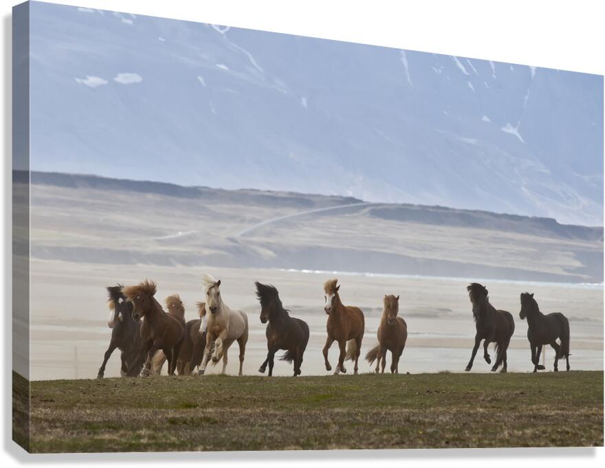 Herd of Icelandic Horses running free Skagafjordur Iceland 168756 Canvas Print