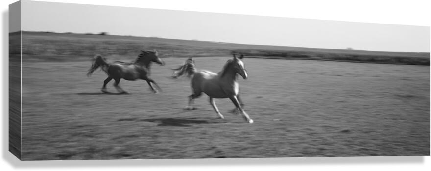 2 Arabian horses running on grassland Stelle Illinois USA 240617 Canvas Print