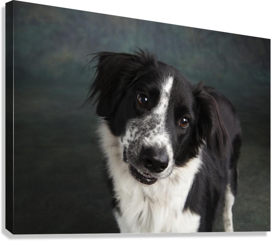 Studio shot of Border Collie 208259 Canvas Print