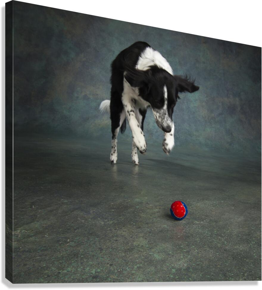 Studio shot of Border Collie jumping 208268 Canvas Print
