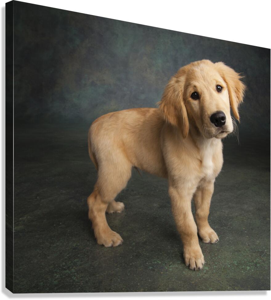 Studio portrait of Golden Retriever puppy 208376 Canvas Print