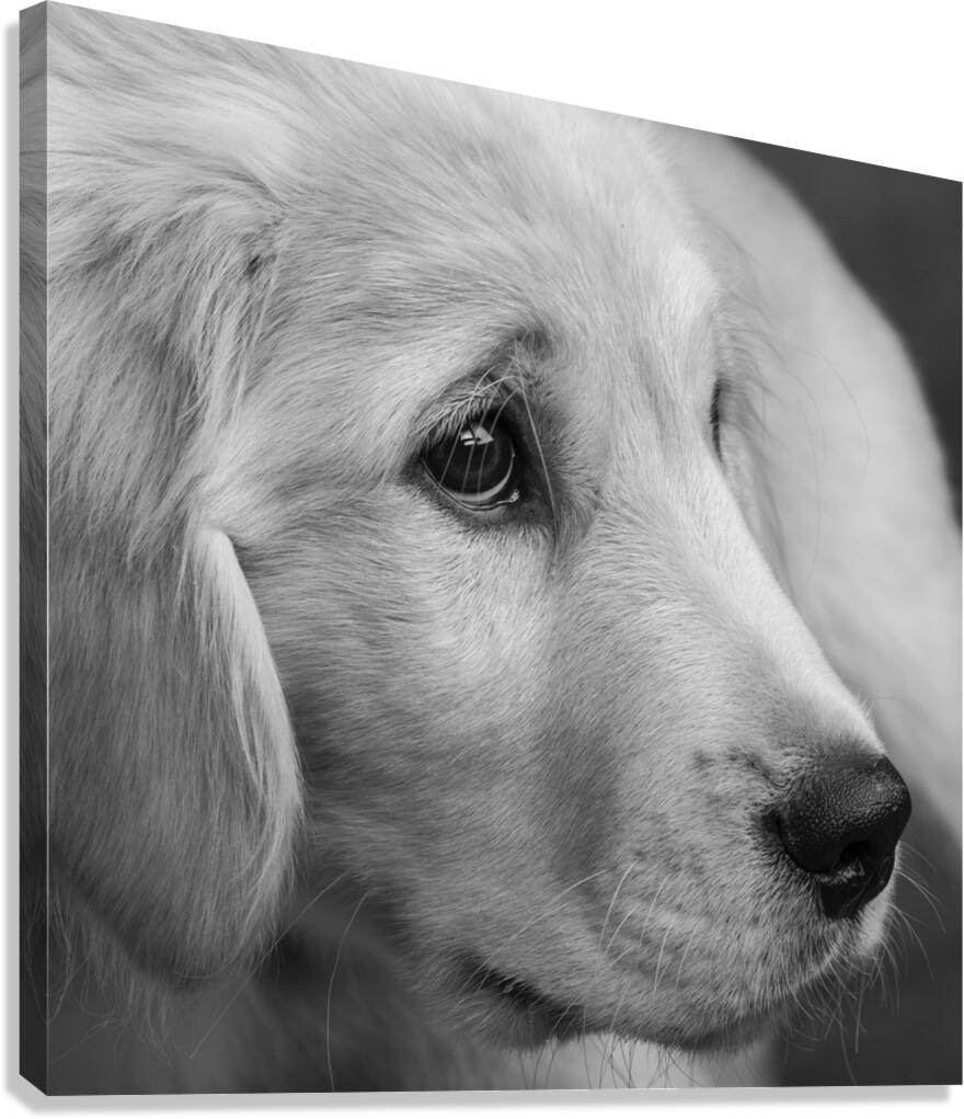 Close-up of Golden Retriever puppy 208382 Canvas Print