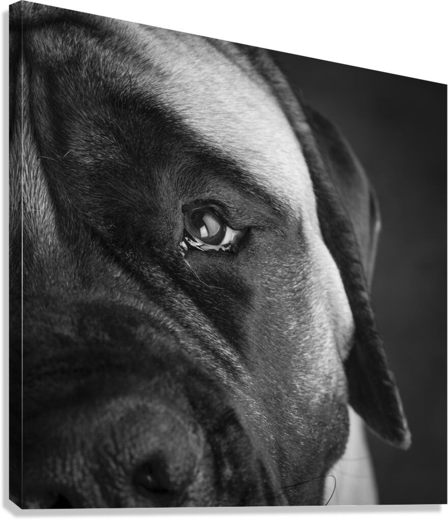 Close-up of Mastiff 208523 Canvas Print