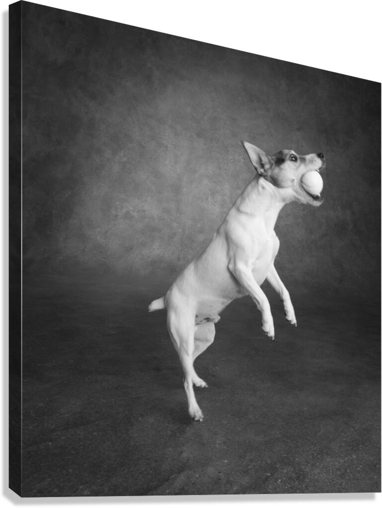 Studio shot of Jack Russell Terrier playing with tennis ball 208484 Canvas Print