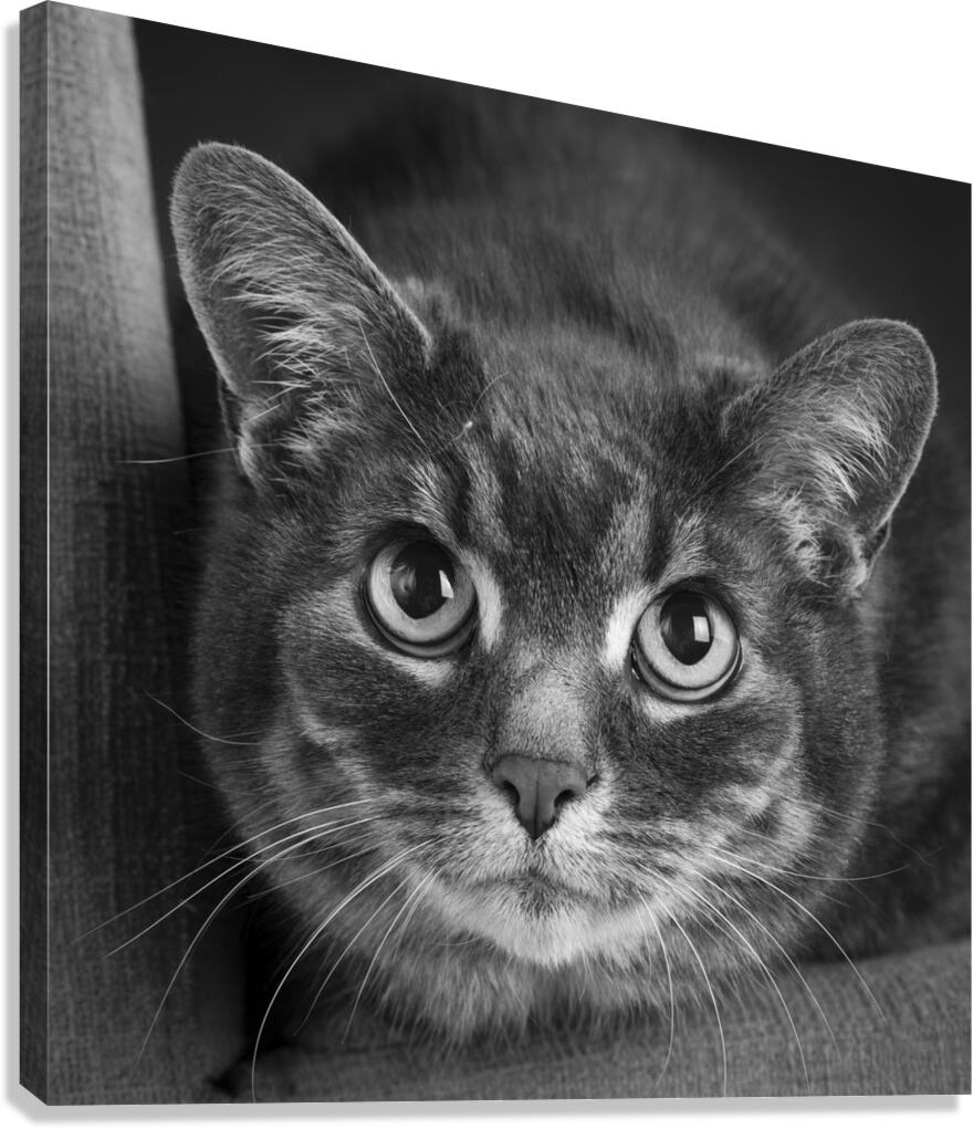 Close-up of cat 208802 Canvas Print