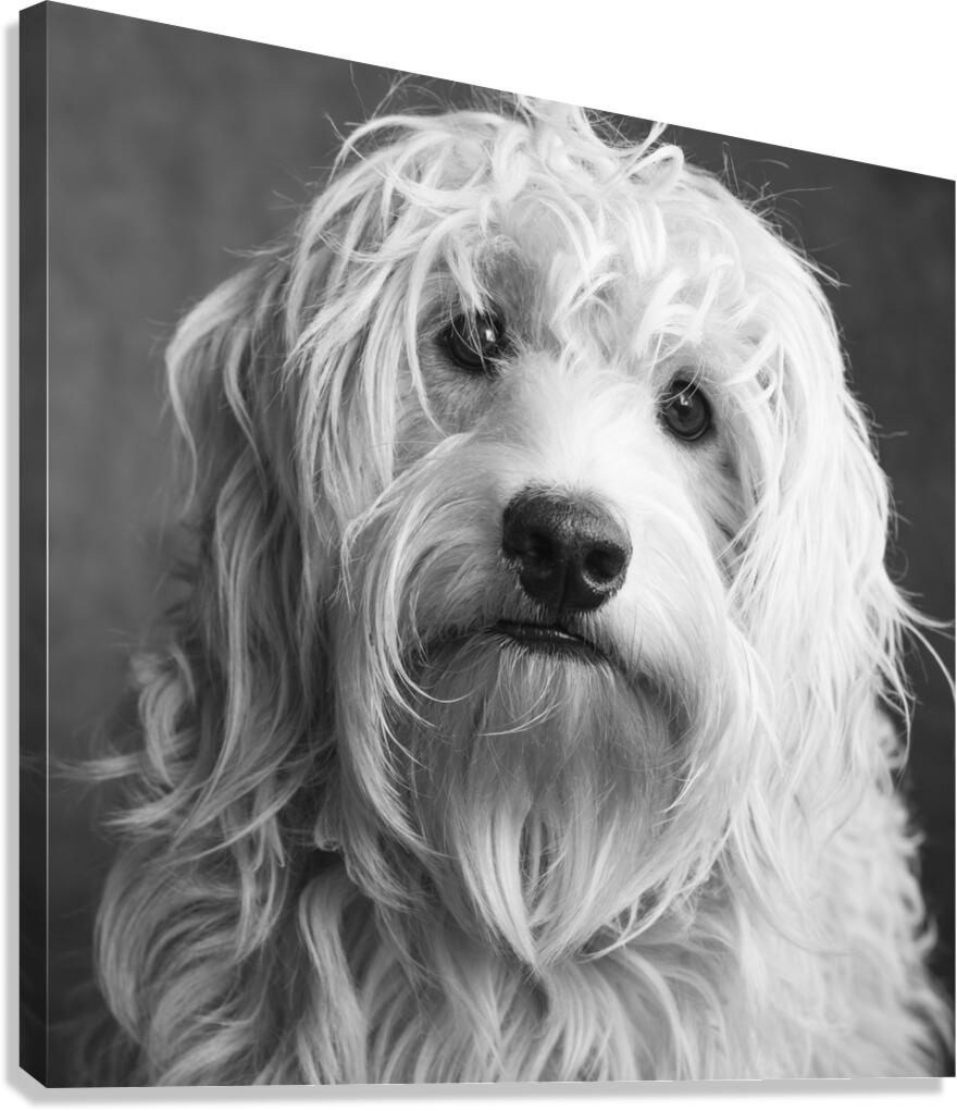 Portrait of Mini Goldendoodle 208636 Canvas Print