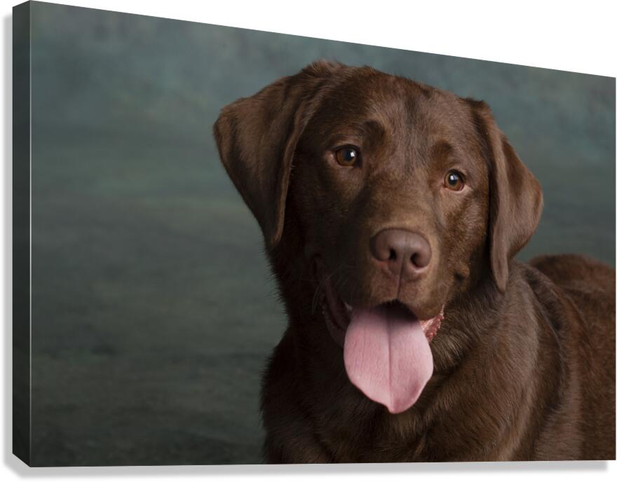 Portrait of Chocolate Labrador sticking out tongue 209001 Canvas Print