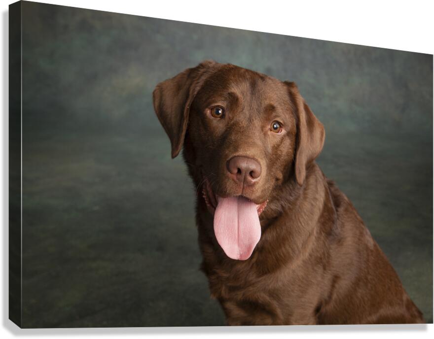 Portrait of Chocolate Labrador sticking out tongue 209009 Canvas Print