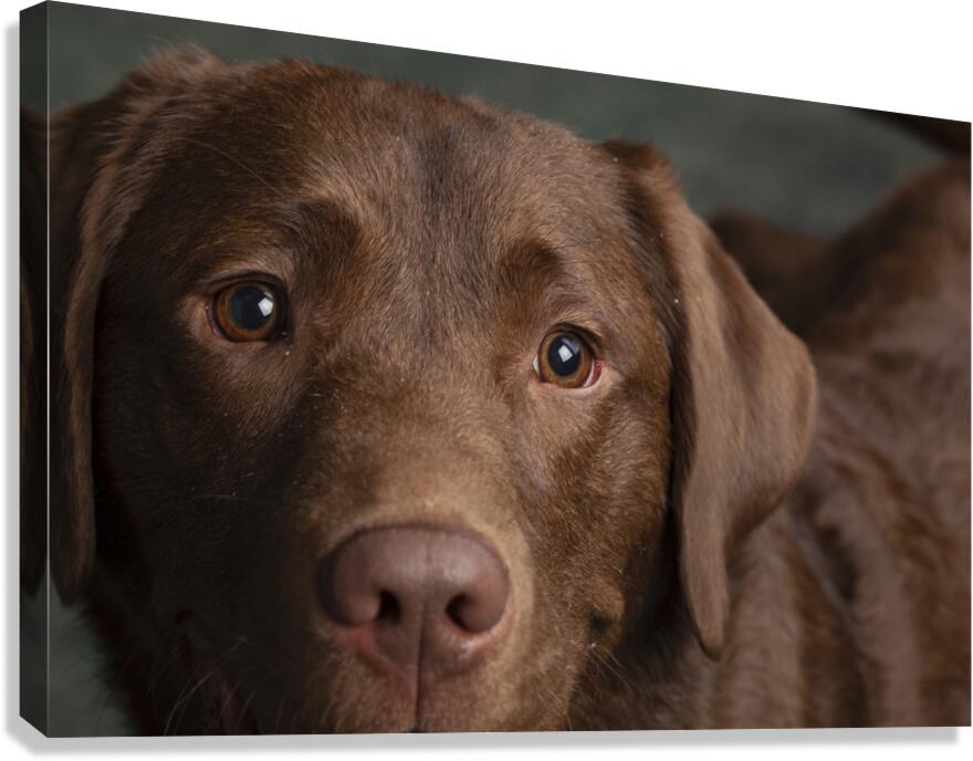 Portrait of Chocolate Labrador 208998 Canvas Print