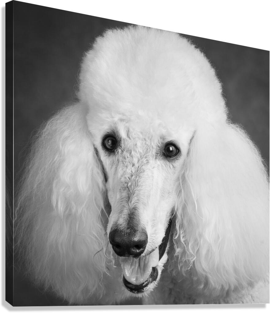 Portrait of Poodle 212879 Canvas Print