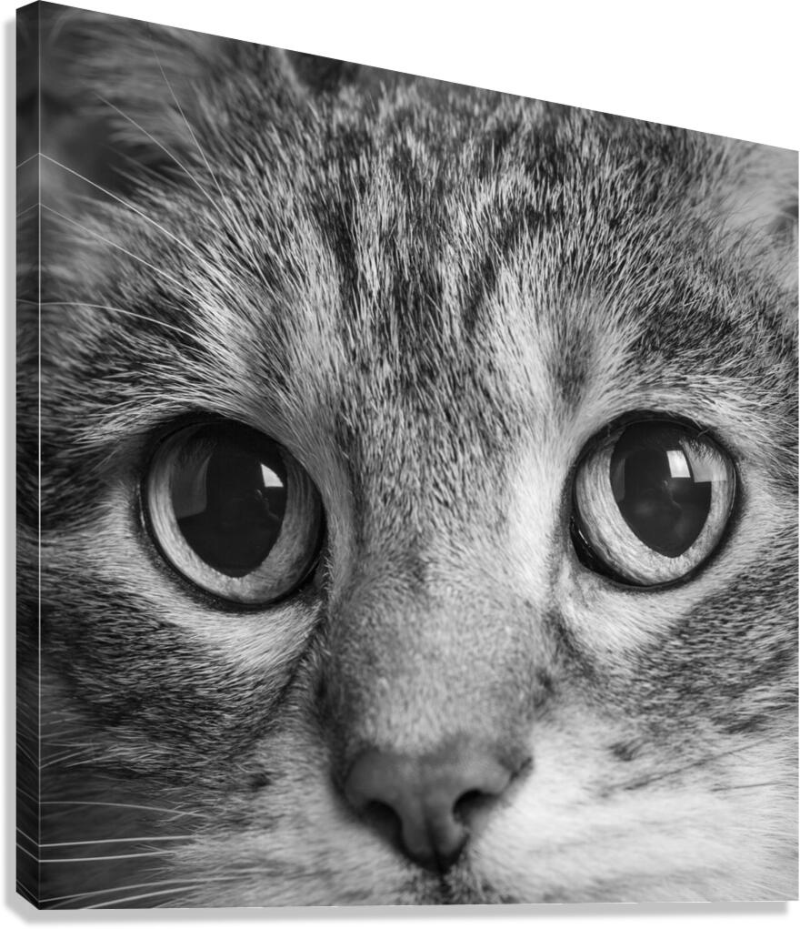 Close-up of Tabby cats eyes 213146 Canvas Print
