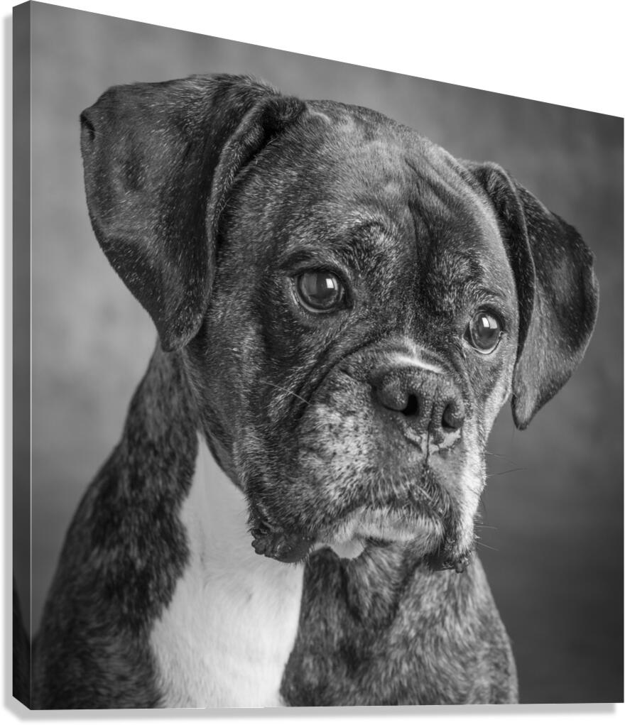 Studio portrait of boxer dog 213166 Canvas Print