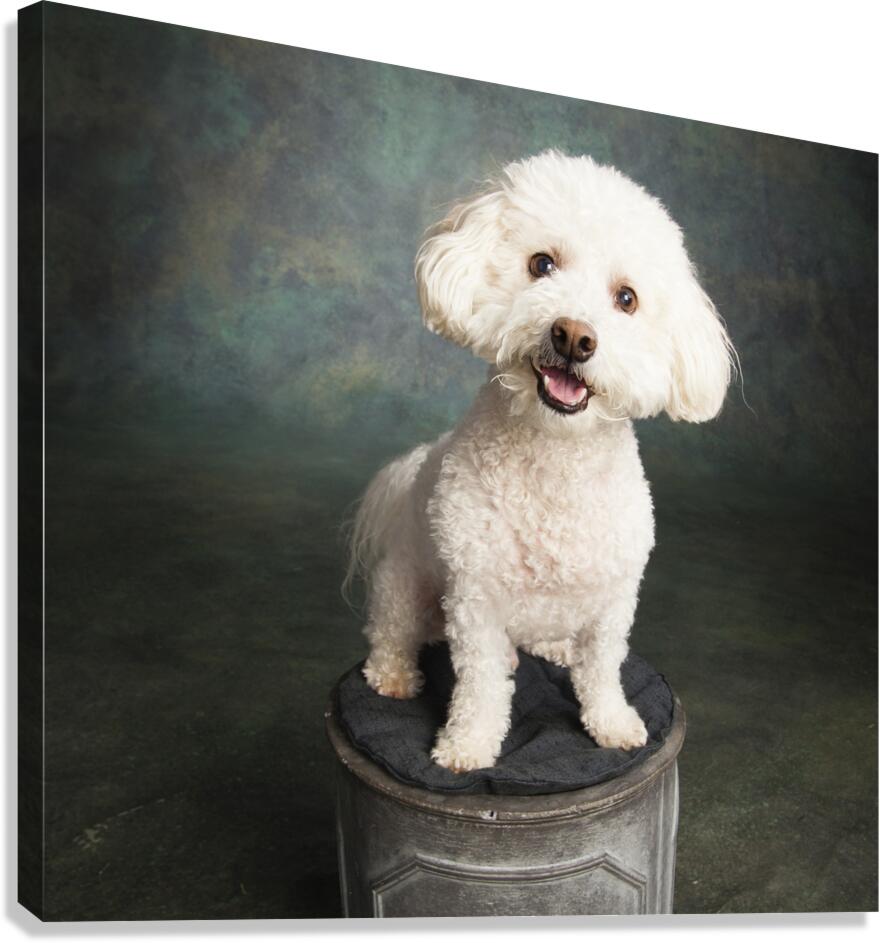 Studio portrait of Bichon Frise Poodle mix dog 213285 Canvas Print